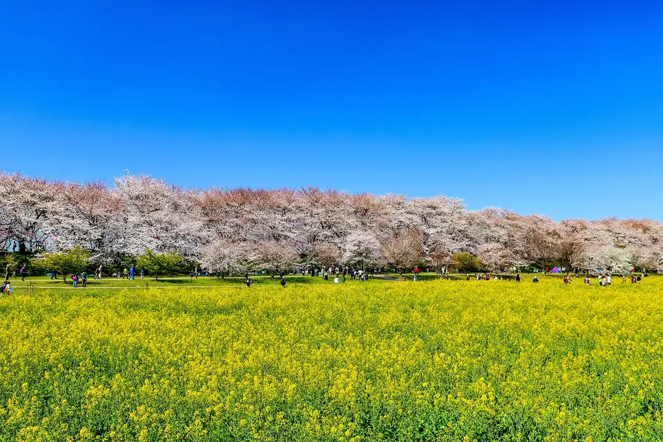幸手権現堂桜堤の風景
