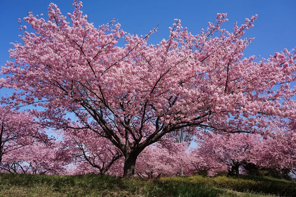 河津桜の風景