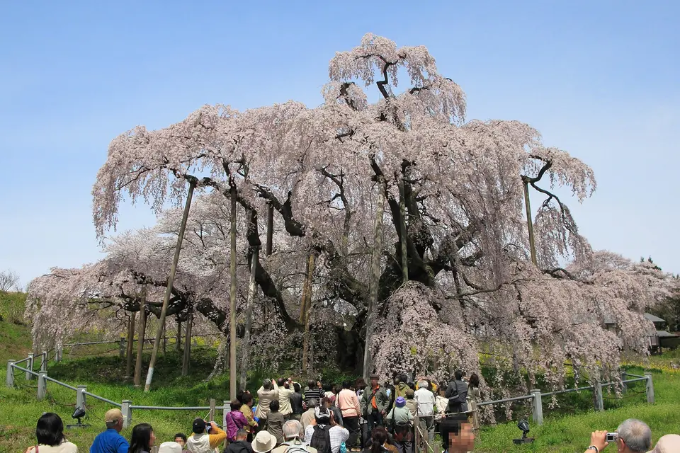 三春滝桜の風景